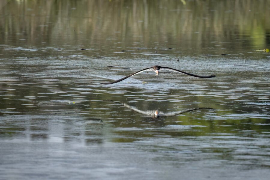 Black Skimmer Snatches Small Fish