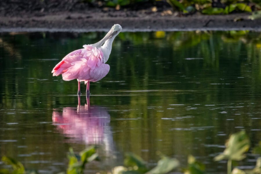 Roseate Spoonbill Preening Back Feathers In Calm Water