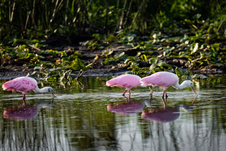 Roseate Spoonbill Trio Feeding In Calm Pond