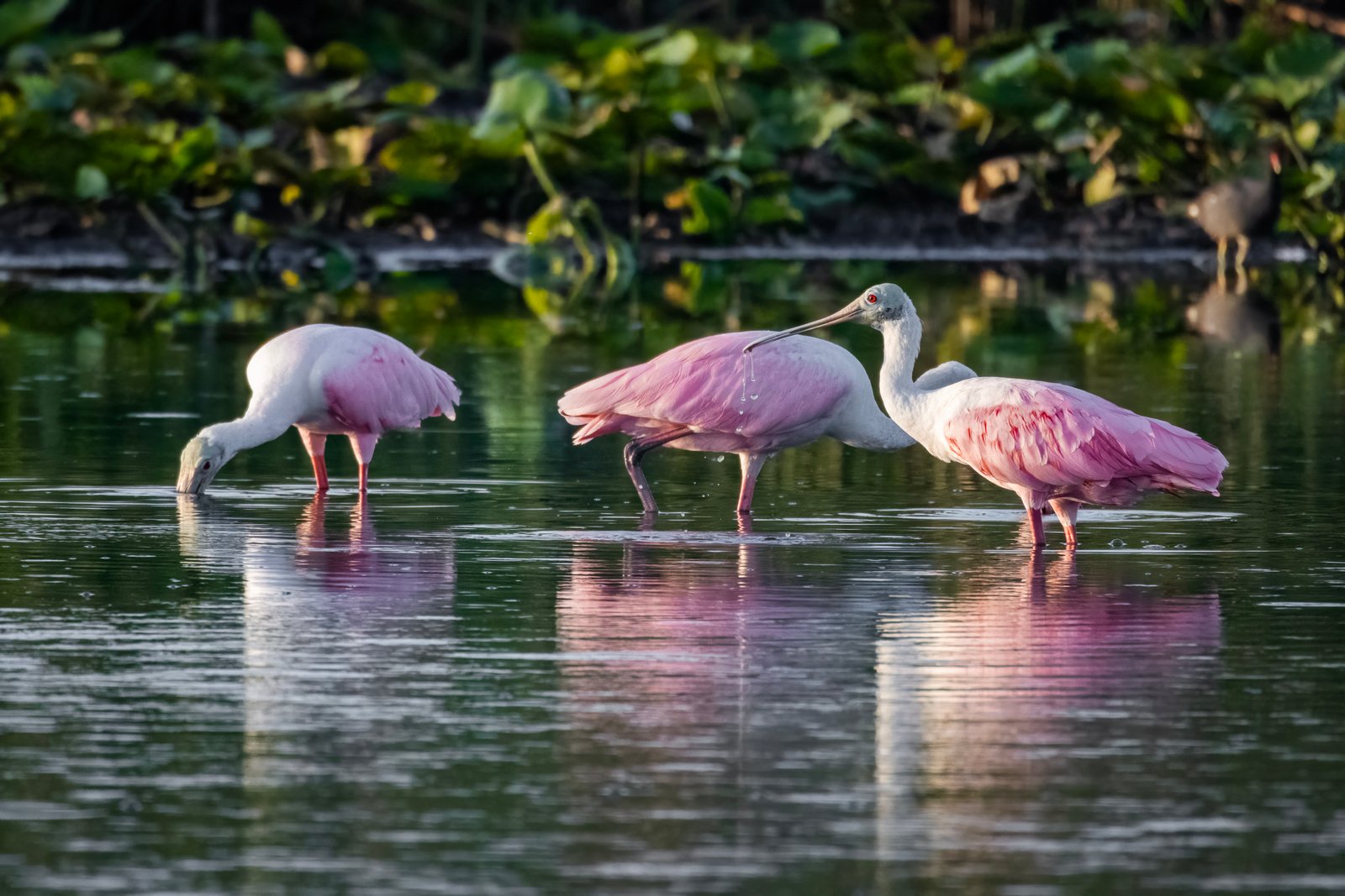 Roseate Spoonbill Trio Feeding In Quiet Water