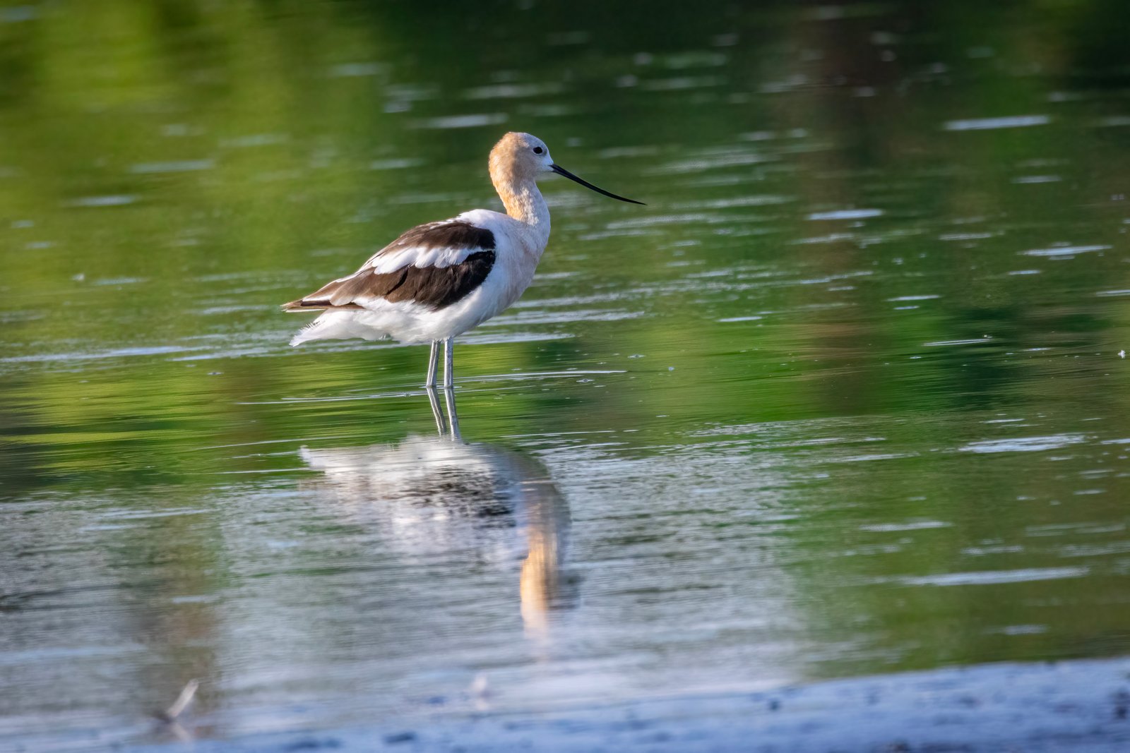 American Avocet Resting In Shallow Calm Water