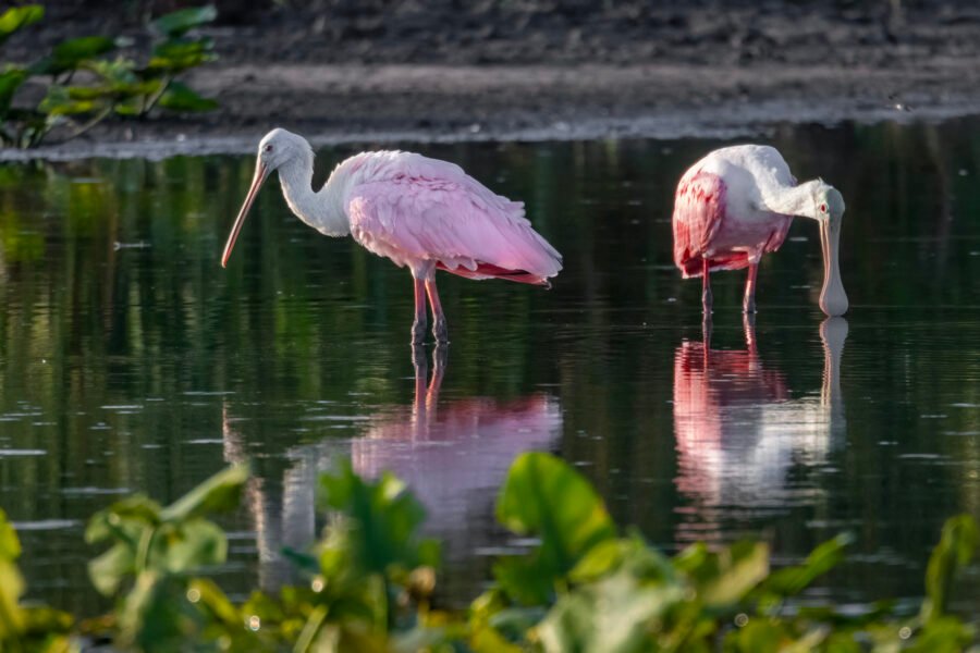 Roseate Spoonbill Pair Relaxing In Calm Water