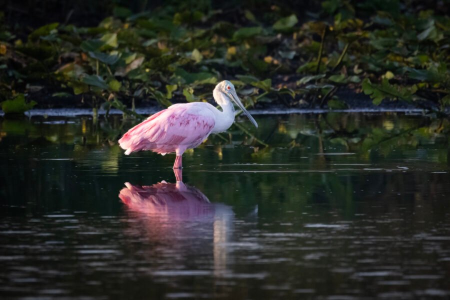 Roseate Spoonbill Resting In Quiet Pond
