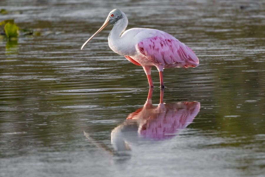Roseate Spoonbill Standing In Quiet Pond