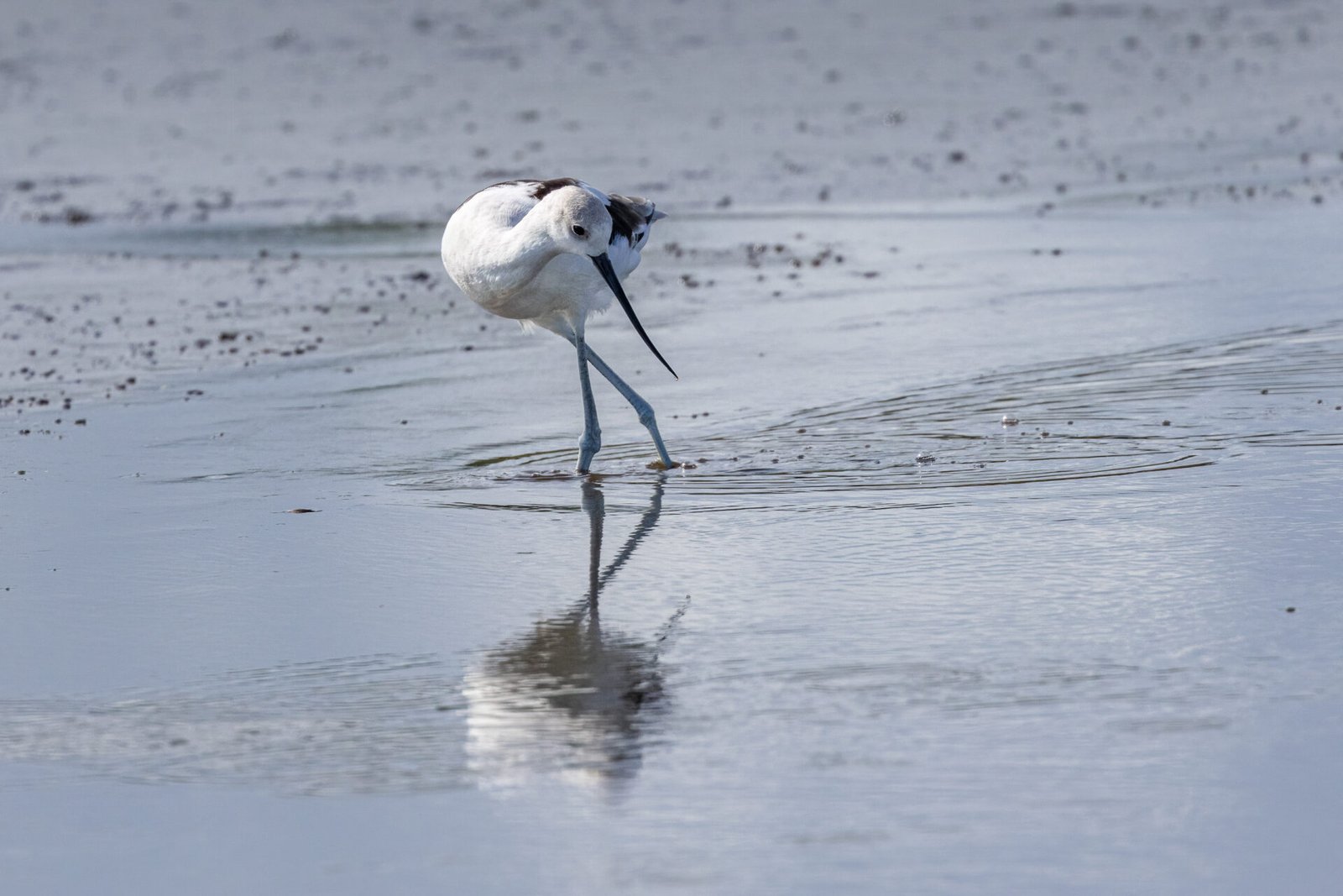 American Avocet Sliding Sideways Through Water