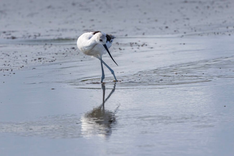 American Avocet Sliding Sideways Through Water