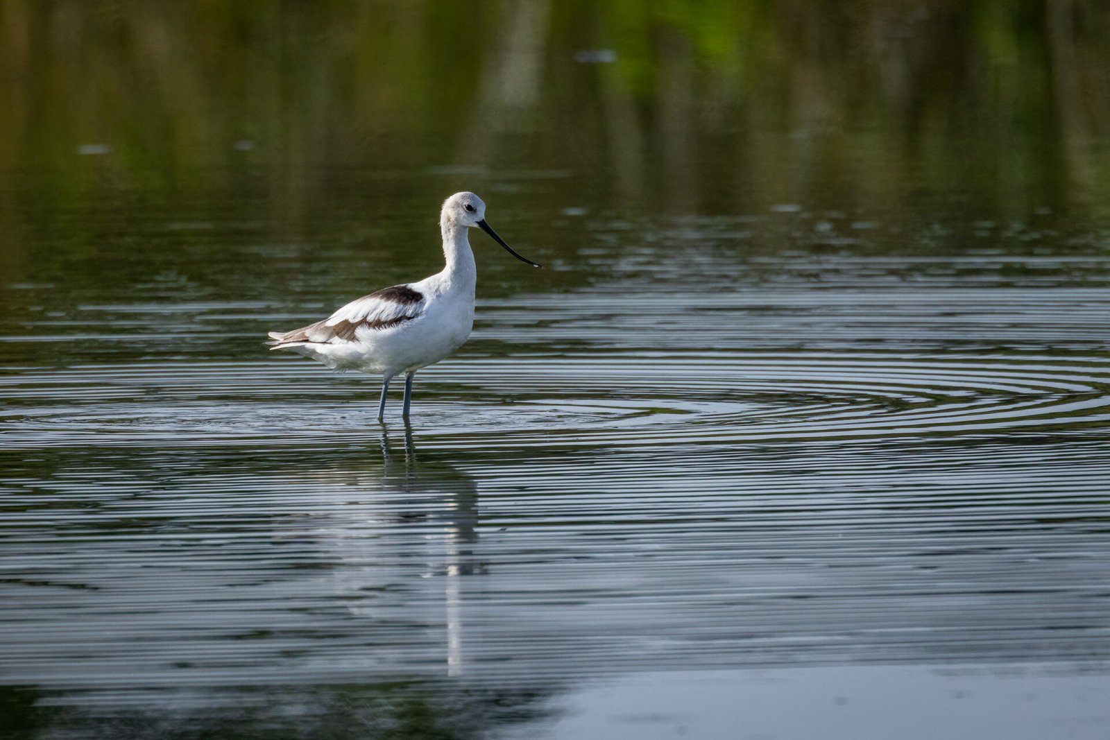 American Avocet Standing In Shallow Pond