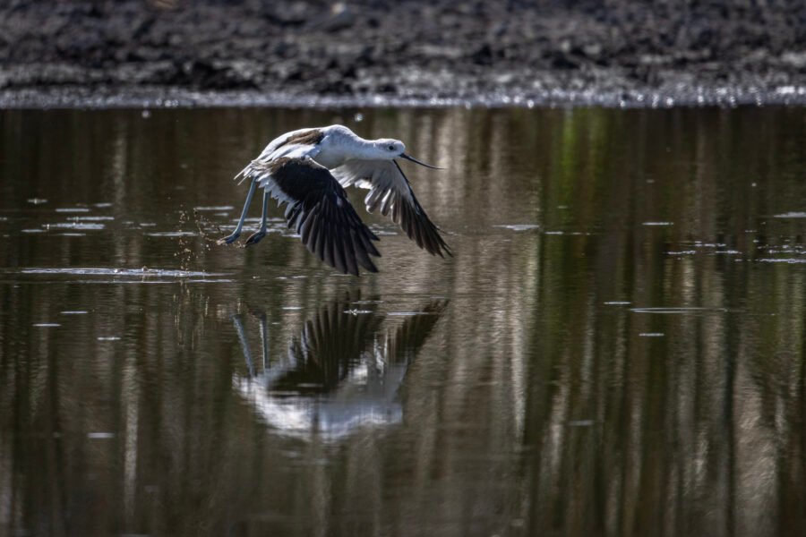 American Avocet Taking Flight