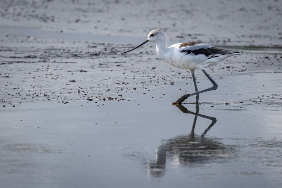 American Avocet Walking Through Mud