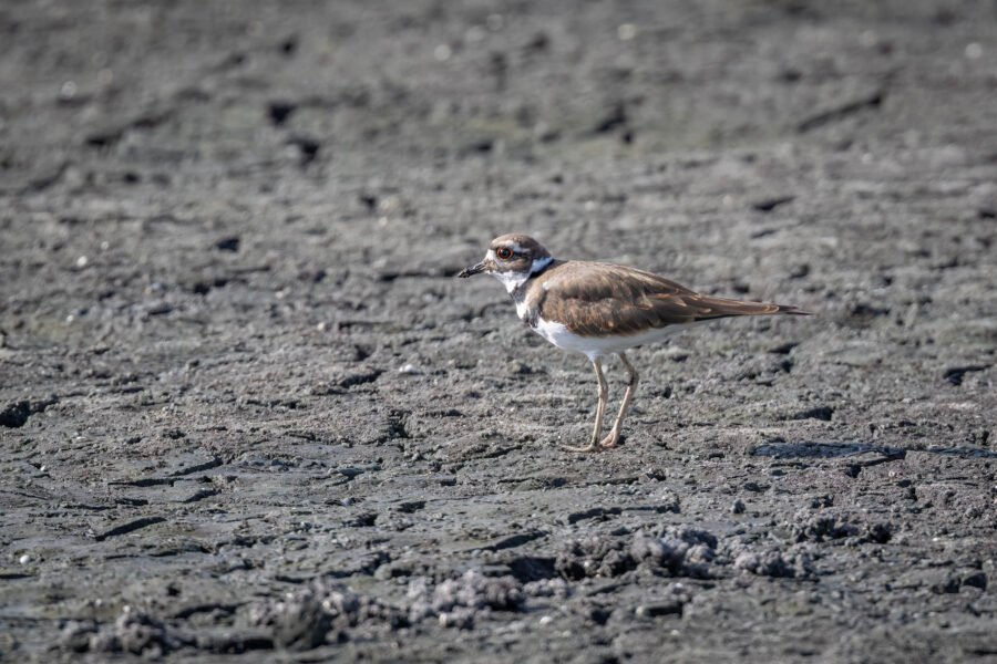 Killdeer Standing On Muddy Shoreline
