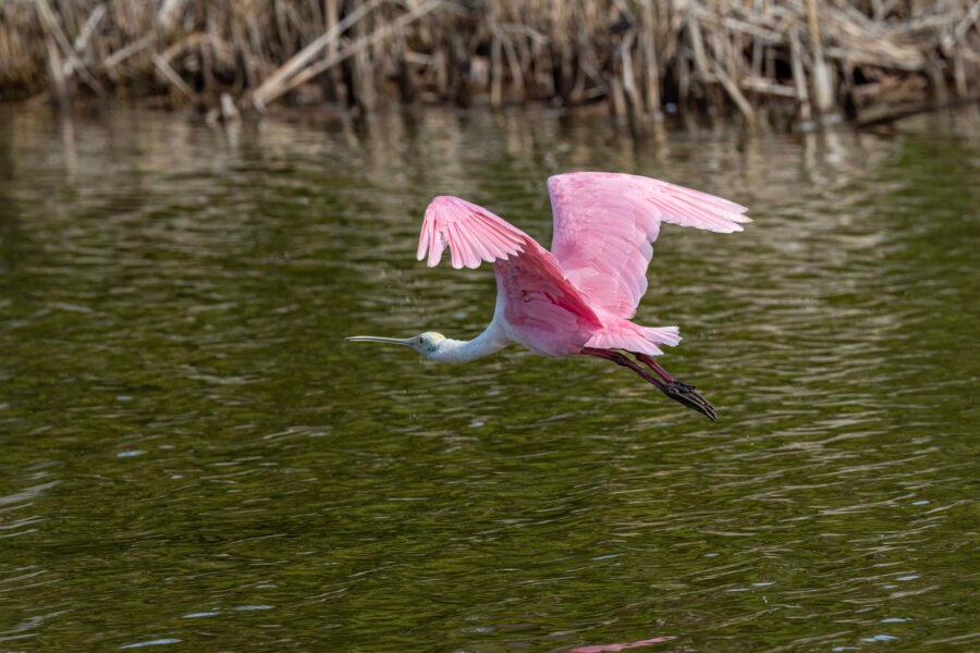 Roseate Spoonbill Flying Away
