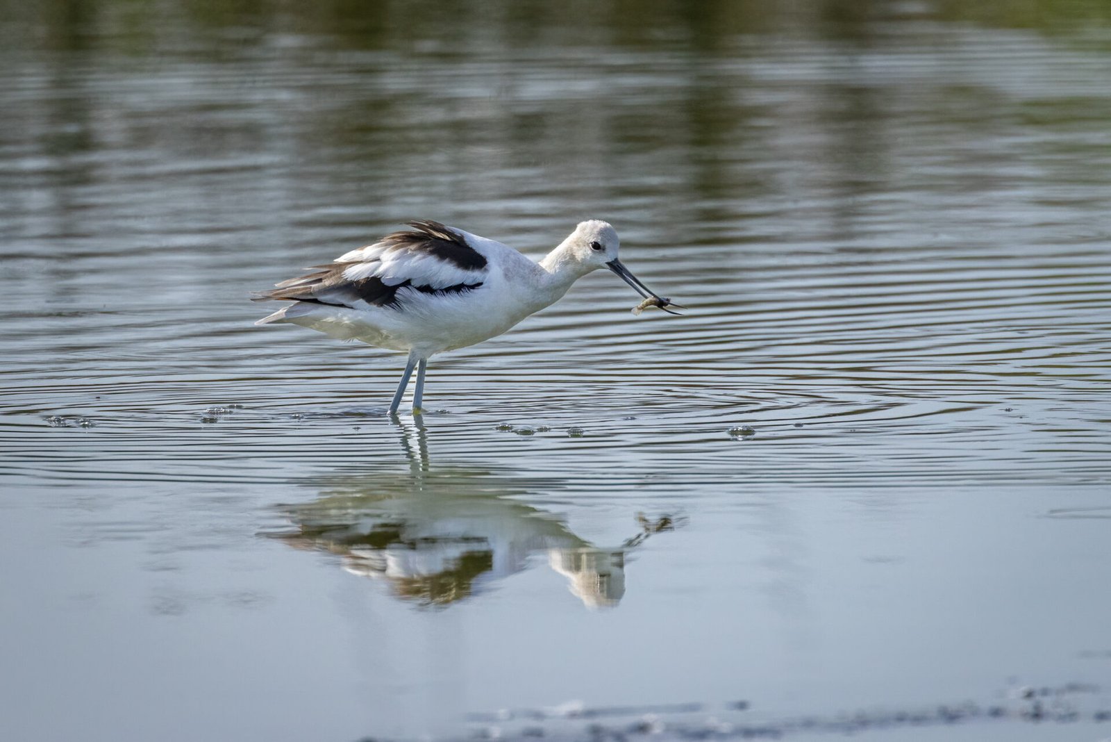 American Avocet Catches Small Fish