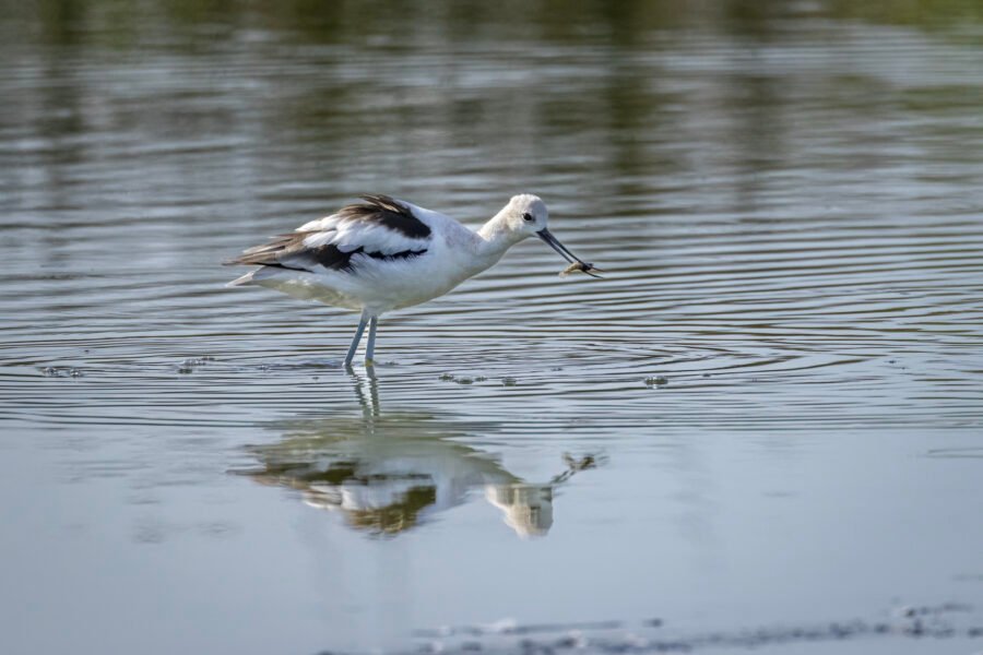 American Avocet Catches Small Fish