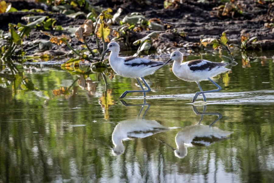 American Avocet Pair Walking Through Calm Water