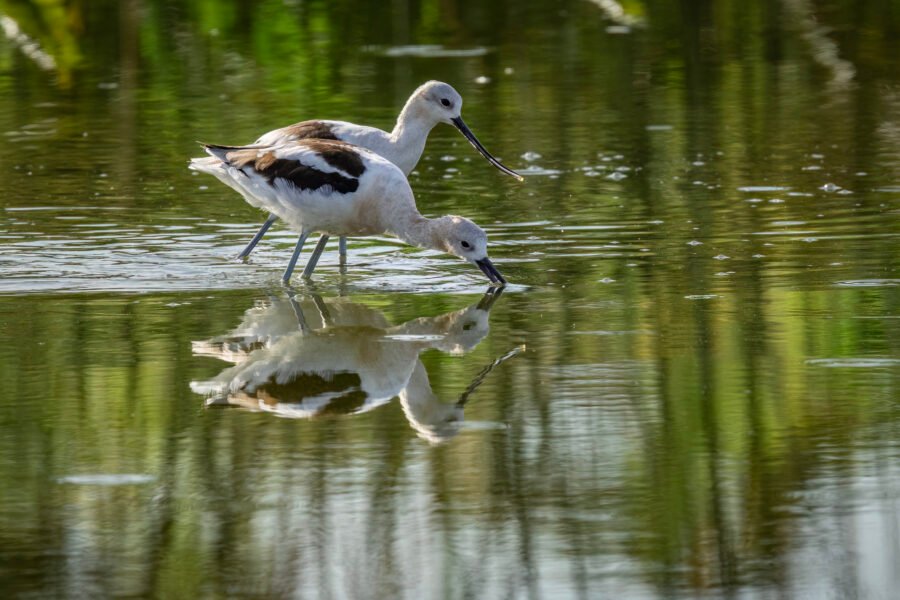 American Avocet Pair Working Water For Meal