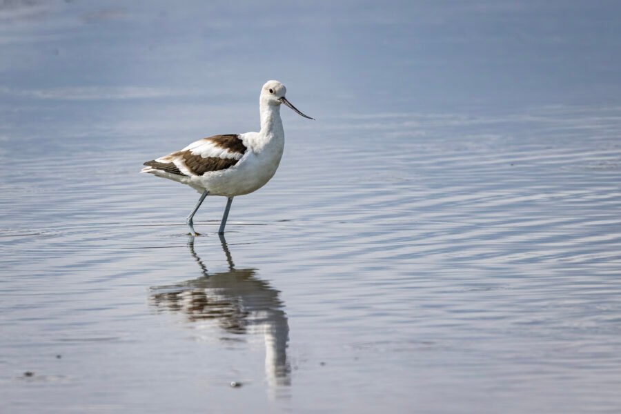 American Avocet Standing In Calm Water