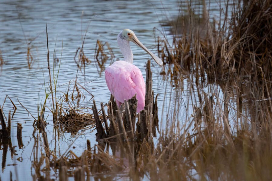 Roseate Spoonbill Looking Back From Reeds