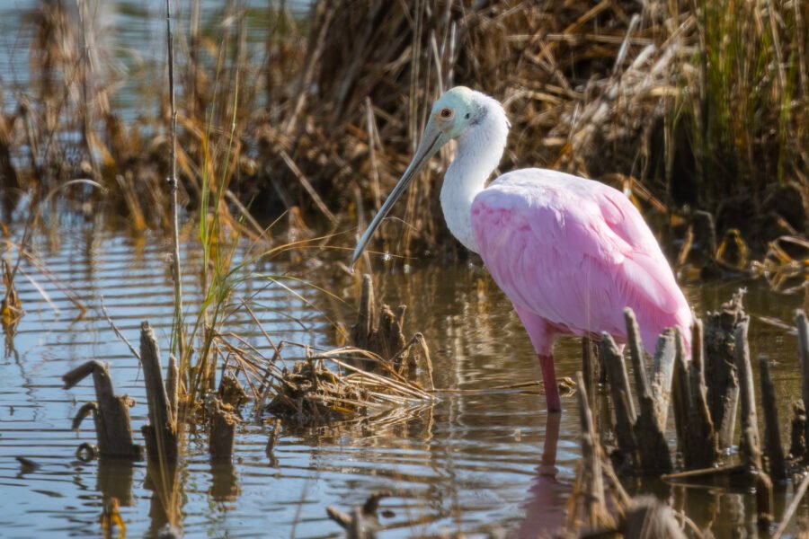 Roseate Spoonbill Resting In Reeds