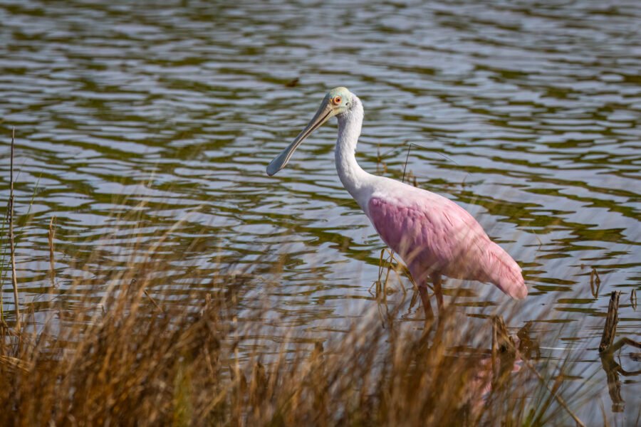 Roseate Spoonbill Standing Along Edge Of Reeds