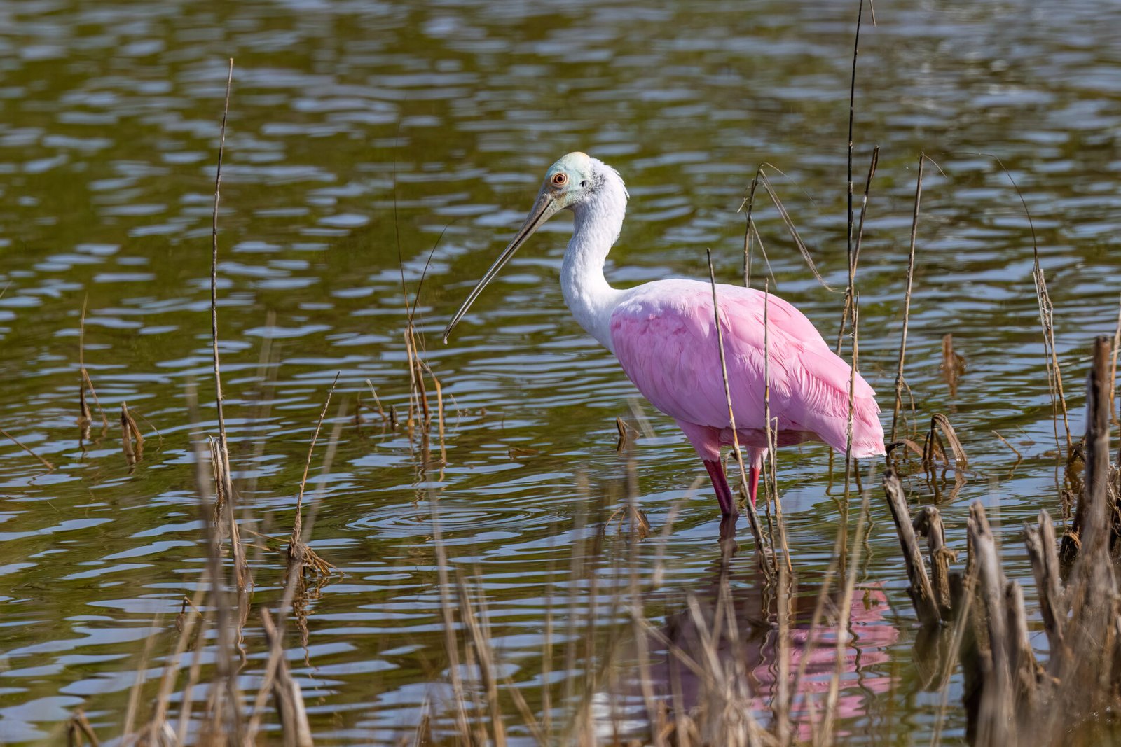 Roseate Spoonbill Walking Along Edge Of Reeds