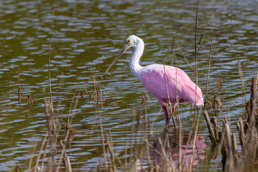 Roseate Spoonbill Walking Along Edge Of Reeds