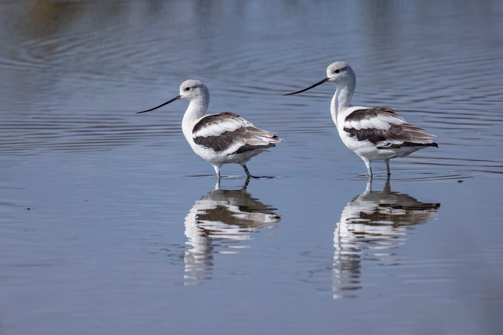 American Avocet Pair Rests On Still Pond