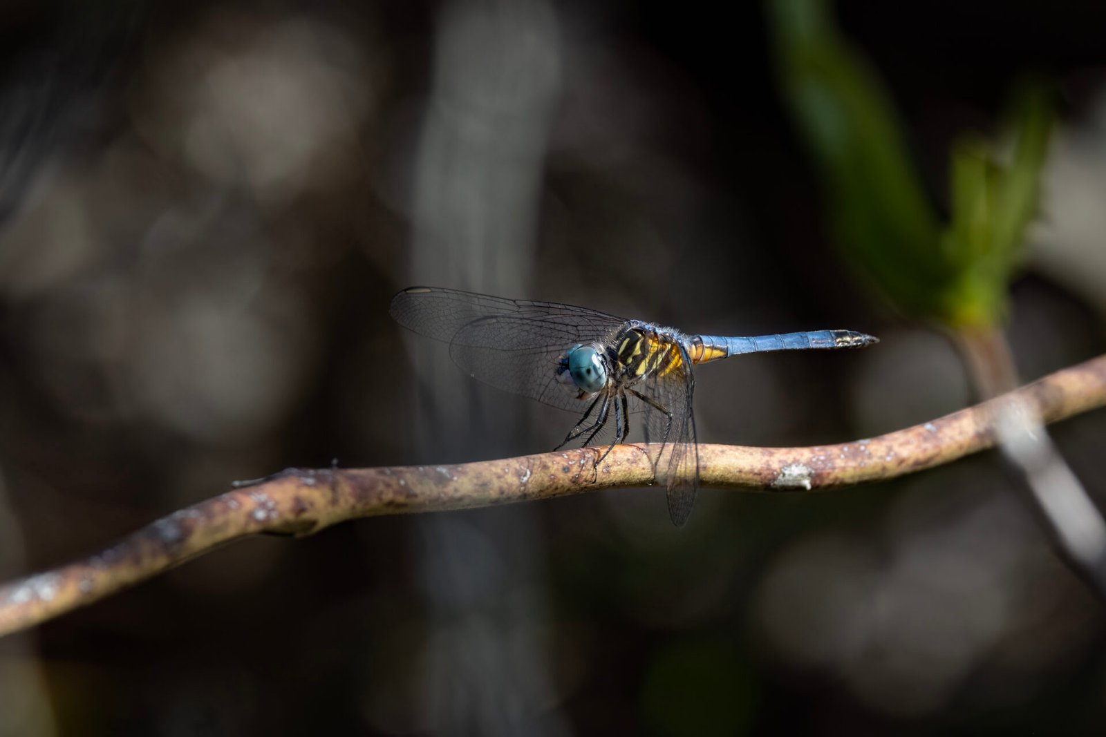Blue Dasher Dragonfly Resting On Small Branch