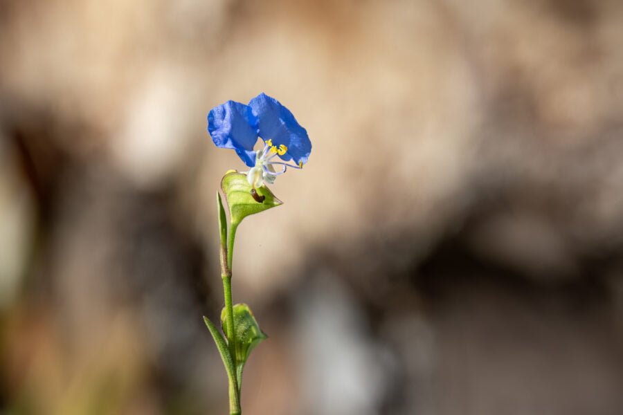 Blue Dayflower