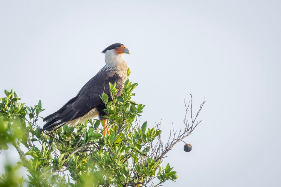 Crested Caracara Sitting Atop Orange Tree
