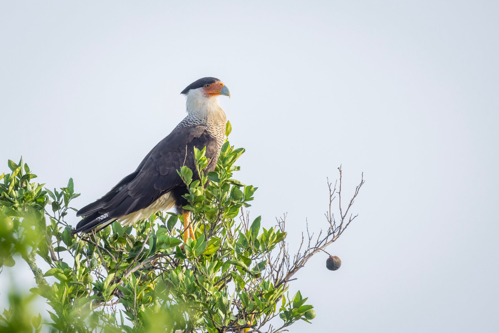 Crested Caracara Sitting Atop Orange Tree