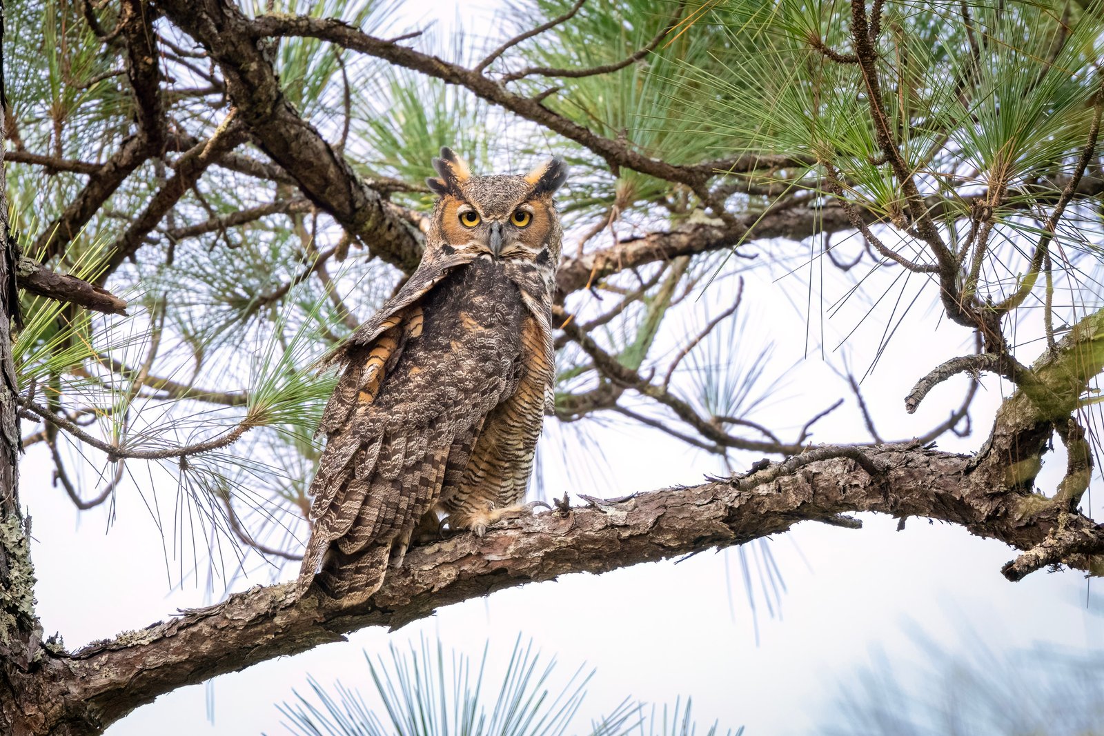 Great Horned Owl Looking Back From Pine Branch