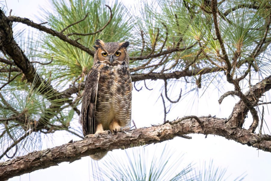 Great Horned Owl Resting In Pine Tree