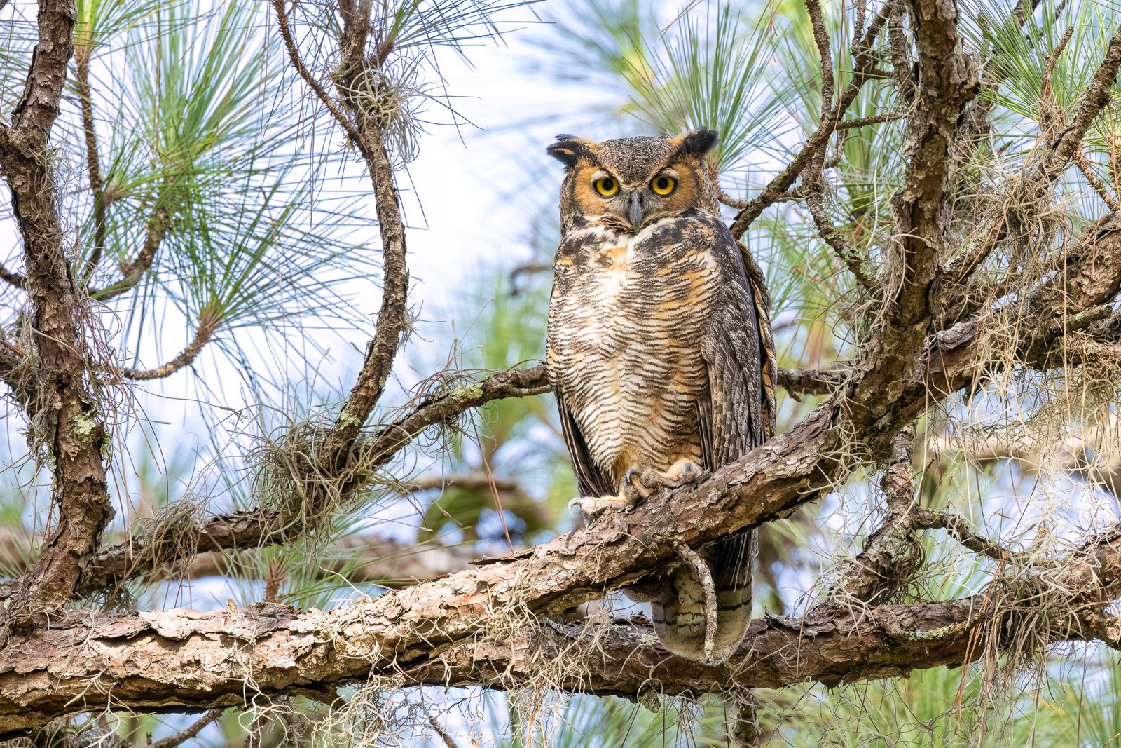 Great Horned Owl Watching From Pine Branch