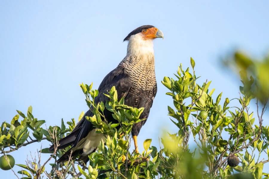 Crested Caracara Watching From Top Of Orange Tree