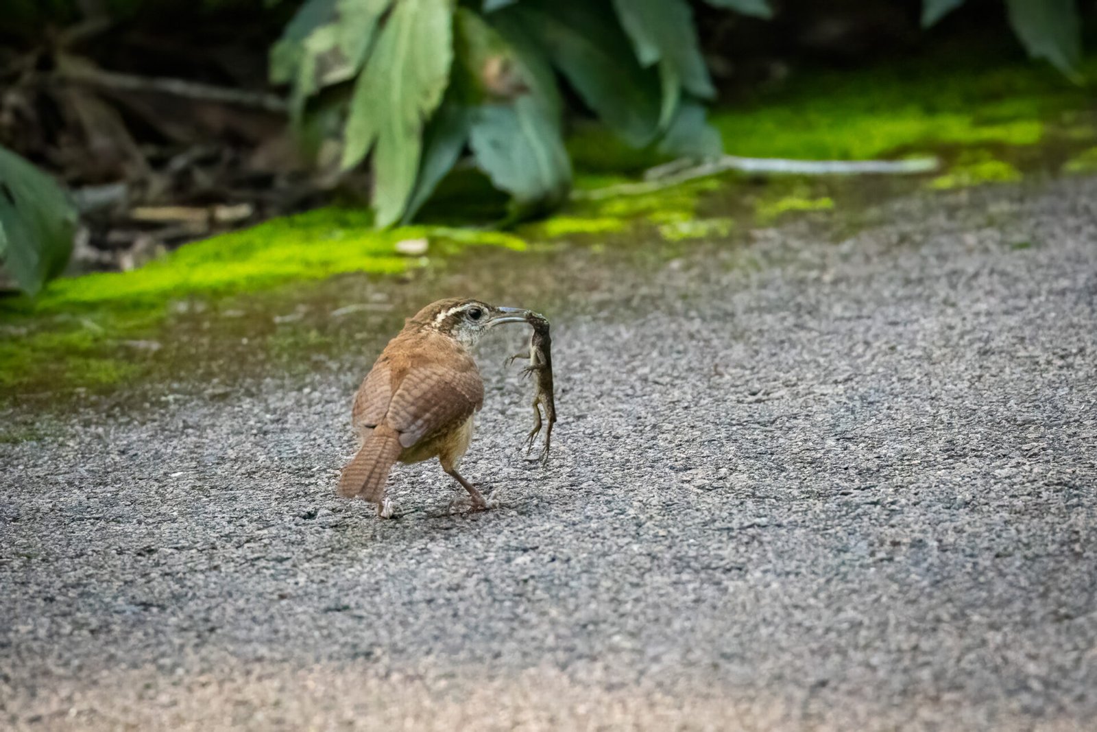 Carolina Wren Hops Off With Lizard