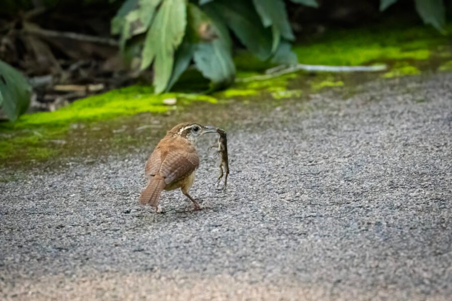 Carolina Wren Hops Off With Lizard