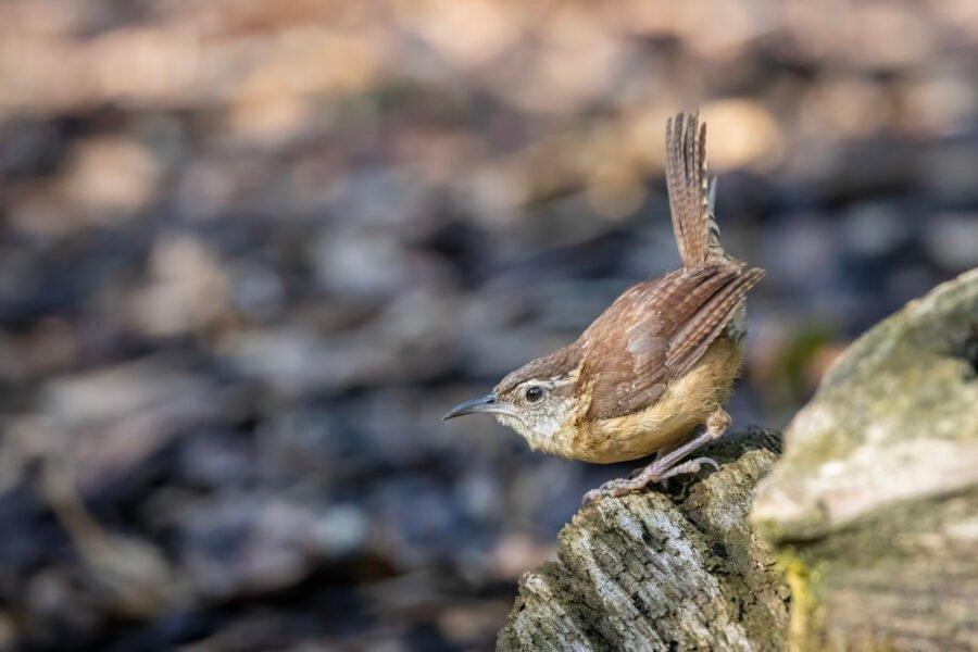Carolina Wren Perched On End Of Stump