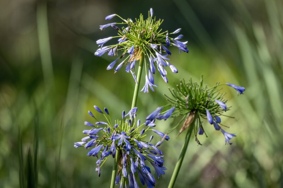 Closeup Of Blue Lily Flowers