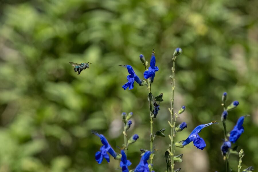 Orchid Bee Flying Toward Blue Sage Flowers