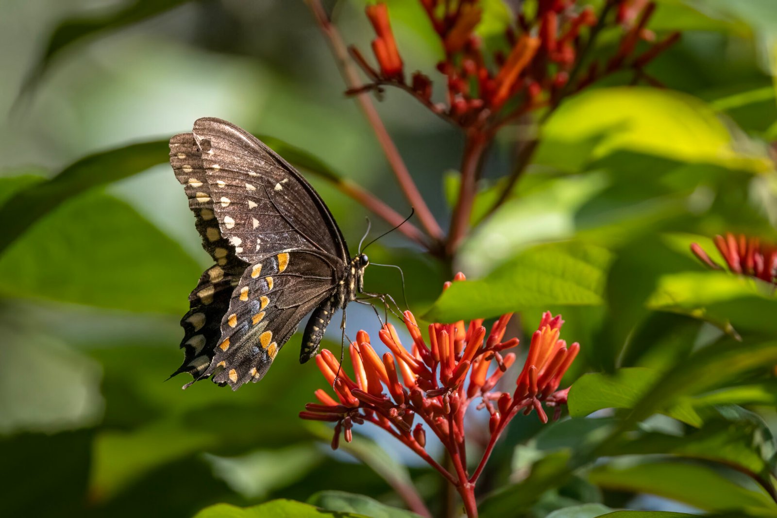 Black Swallowtail On Firebush Flower