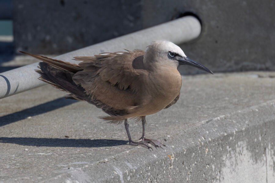 Brown Noddy Perched On Pier