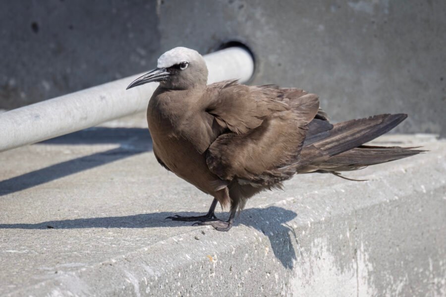 Brown Noddy Resting On Edge Of Pier