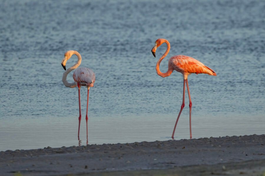 American Flamingo Pair Resting By Tidal Pool