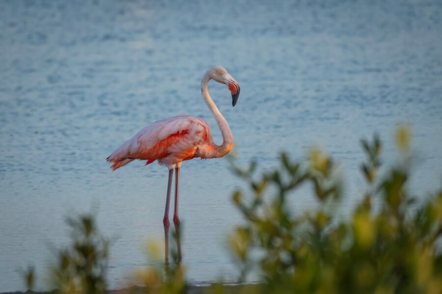 American Flamingo Standing On Other Side Of Bushes