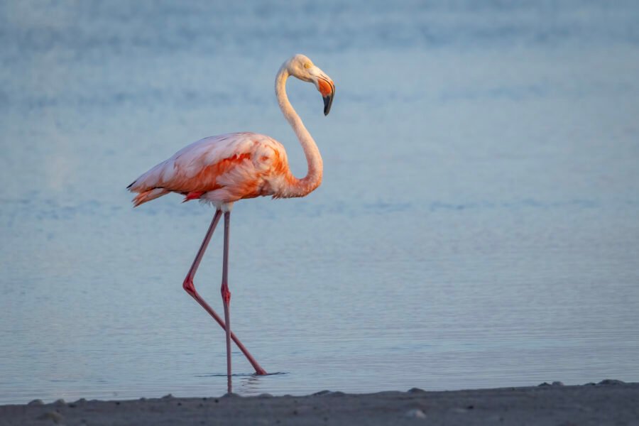 American Flamingo Walking Along Edge Of Tidal Pool