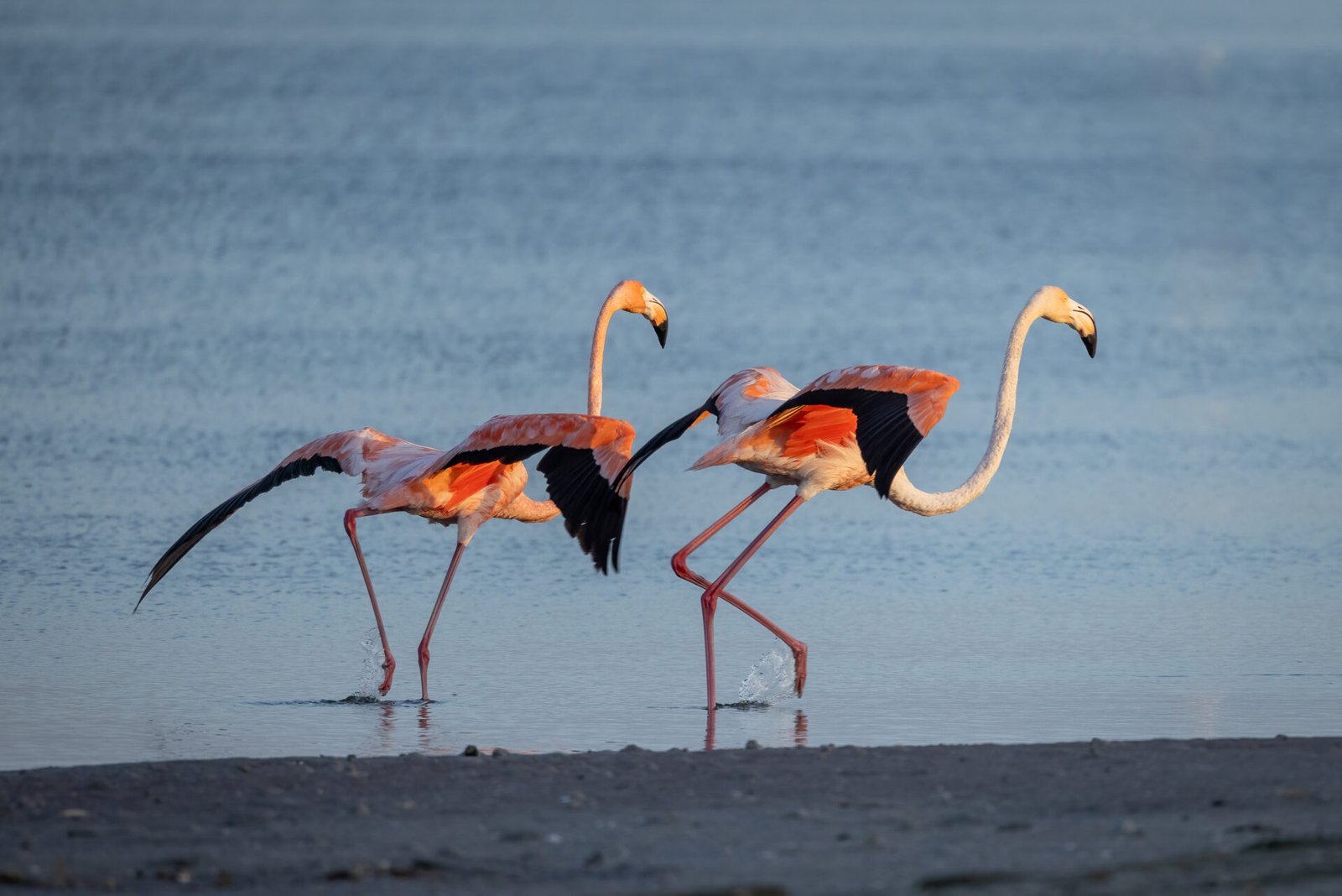 American Flamingos Running To Take Flight