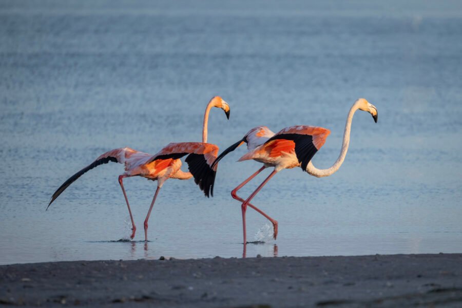 American Flamingos Running To Take Flight