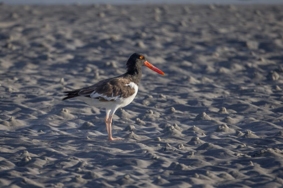 American Oystercatcher Standing In The Sand Along The Beach