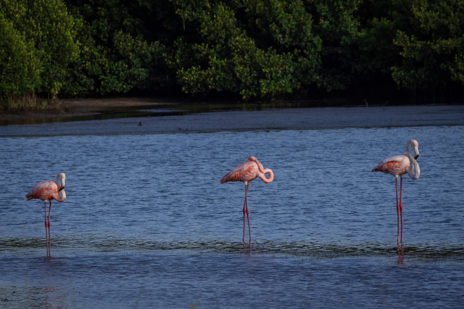 Group Of American Flamingos Resting Along Edge Of Lagoon