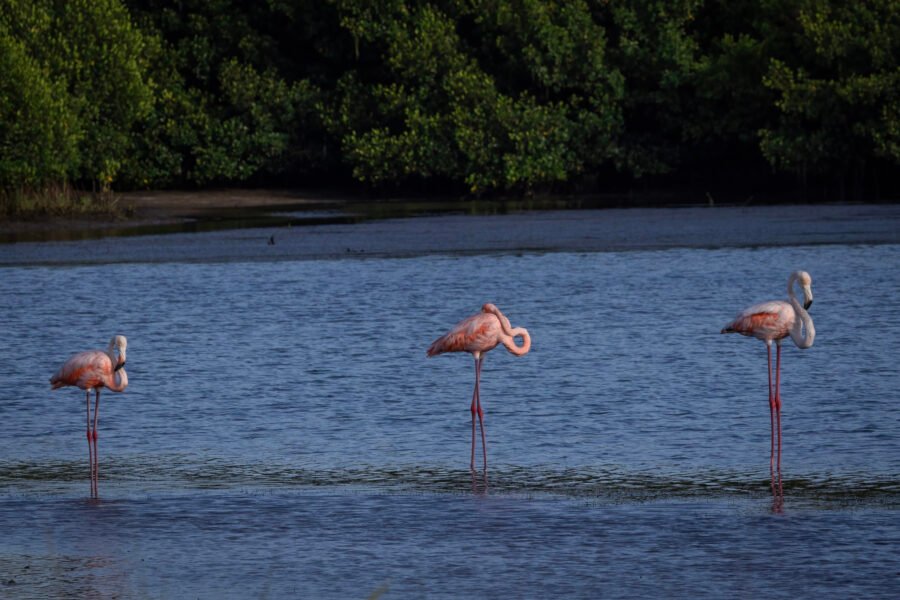 Group Of American Flamingos Resting Along Edge Of Lagoon